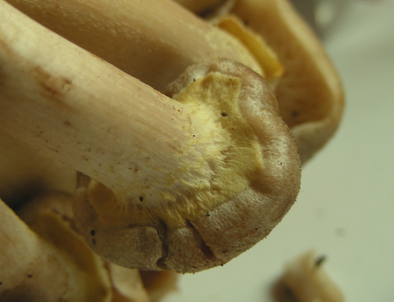 Strana Armillaria